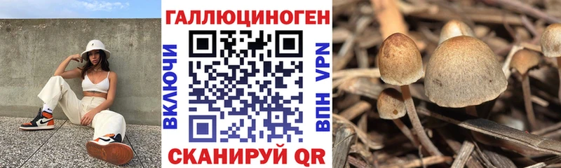 Галлюциногенные грибы Psilocybe Анадырь